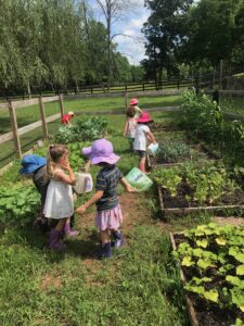 5 Vegetable Garden
