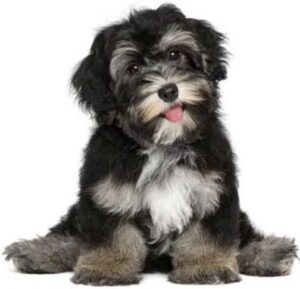 The Doggie Barber 7